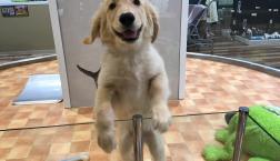 スマイル！ゴールデンレトリバー