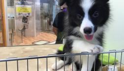 ボーダーコリーちゃん♡♡