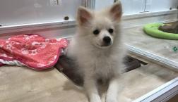 真っ白ポメくん