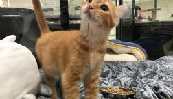 アメリカンカール