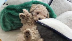 トイプードルっち❤️