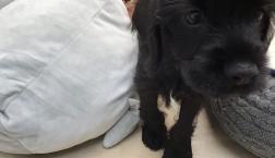 シュナコッカー