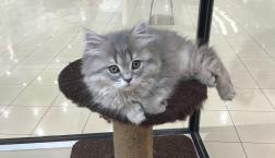 ラガマフィン✨