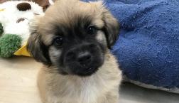 愛嬌満点♡ペキジャック君