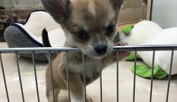 ボディーはコーギー❤️