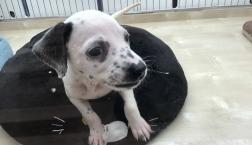 しろくろのモテわんといえば？