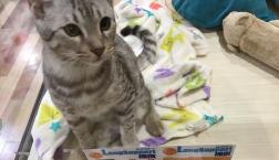 甘々なエジプシャンマウくん