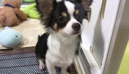 めちゃかわかまってちゃん