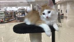 ノルウェージャンフォレストキャット❤️