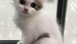 可愛さ満点！スコティッシュ