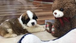 どちらがぬいぐるみ？