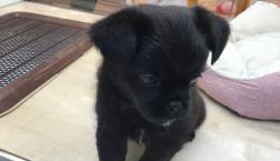 鼻ペタ御三方ーーーー