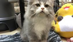 もふもふ猫ちゃん