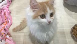 甘々猫ちゃん