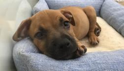 チワワっぽさを探しに❤️