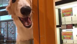 ギャップ萌えわんこ