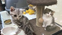 激かわ猫ちゃんず