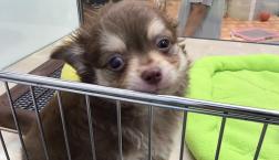 まるっとチワワ♡