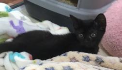 小さな黒豹！？　ボンベイ♡