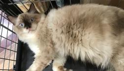 まったりラグドール