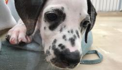 ディズニーわんこ