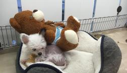 よちよちチャイチー