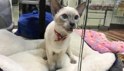 デレデレシャム♡