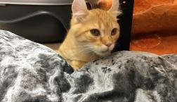 可愛さ満点！キンカロー♡