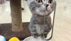 人気猫ちゃん♪