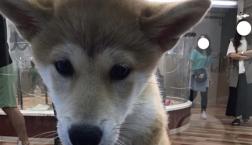 好奇心旺盛の柴ちゃん！！