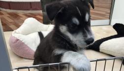 ハスキーへの道のり❤️