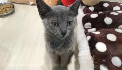 ロシアンブルー