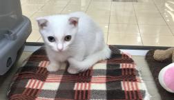 オッドアイ‼️マンチカン