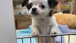 こんにチ❤️ワ❤️ワ