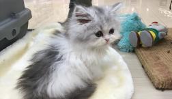 激かわエキゾチック