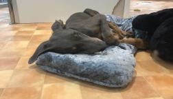 ベスポジげつとー