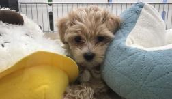 マルでプーな子❤️