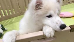 もふもふサモエド