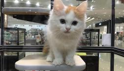 スコティッシュ君