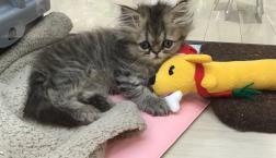 ぺちゃんこフェイス♡