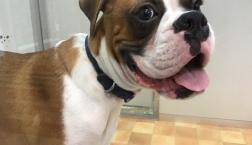 ちょっちゅねー再来