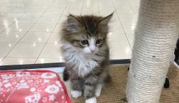 ノルウェージャンフォレストキャット