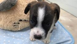 ボストンジャック