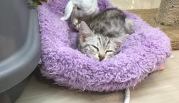 すやすや(_ _).｡o○