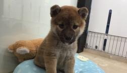 マスト❤️アイテム