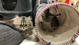 仲良しにゃんず♡