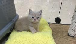 希少種‼︎フォールデックス