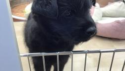 プードル系ハーフ