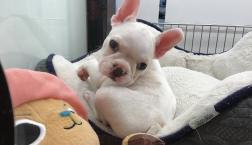 フレブル❤️姐さん