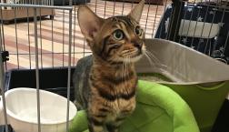 ヒョウ柄猫ちゃん